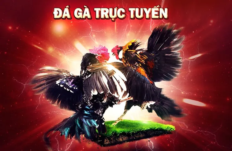 Trải Nghiệm Đá Gà Dola789 Đỉnh Cao Rinh Ngay Thưởng Lớn Về Túi